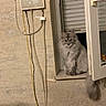 Azure participe au concours pour gagner de l'argent avec cette photo : animal, cables, calm, cat, device, domestic, fluffy, fur, gray_cat, house, indoor, long_hair, looking, pet, quiet, sitting, wall, window, window_handle, windowsill