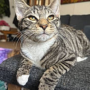 Mufasa is registered to the contest to win money with this photo: animal, cat, close_up, curious, cute, domestic_cat, eyes, fur, furniture, indoor, living_room, pet, portrait, relaxed, resting, soft_light, tabby, texture, whiskers, white_paws