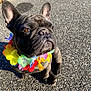 french_bulldog, dog, flower_lei, colorful, outdoor, sunlight, gravel, pet, animal, sitting, brown_eyes, short_hair, ears_up, closeup, portrait, summer, cute, adorable, looking_away, shadow