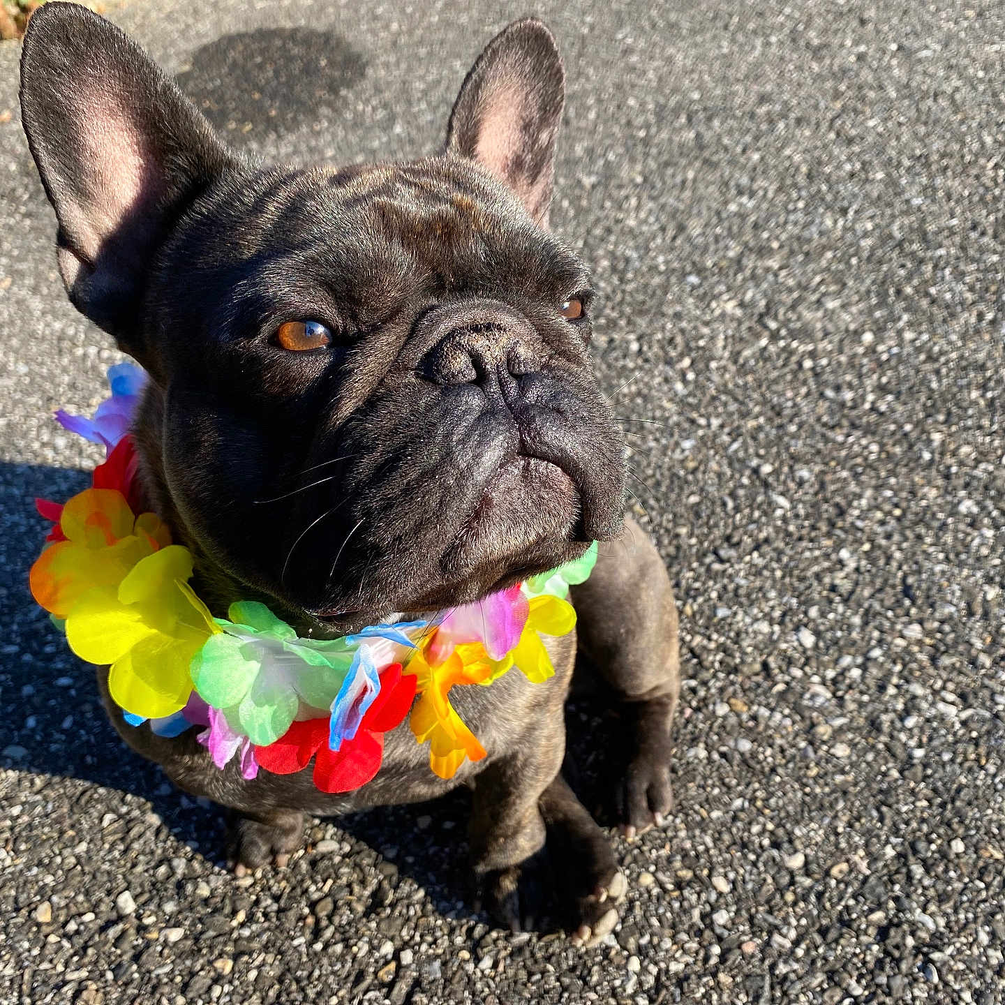Theo Fragne participe au concours pour gagner de l'argent avec cette photo : adorable, animal, brown_eyes, closeup, colorful, cute, dog, ears_up, flower_lei, french_bulldog, gravel, looking_away, outdoor, pet, portrait, shadow, short_hair, sitting, summer, sunlight