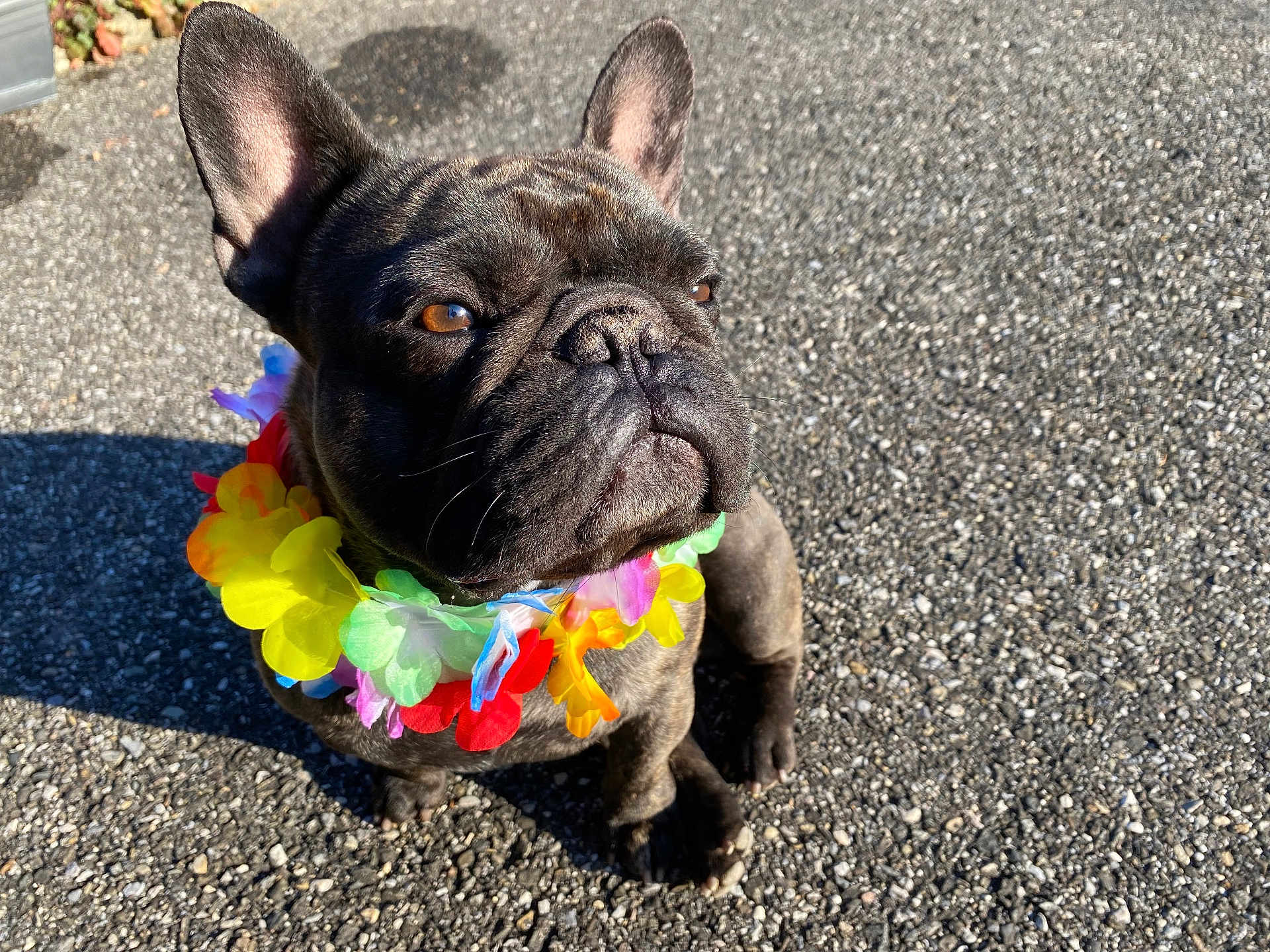 Theo Fragne participe au concours pour gagner de l'argent avec cette photo : french_bulldog, dog, flower_lei, colorful, outdoor, sunlight, gravel, pet, animal, sitting, brown_eyes, short_hair, ears_up, closeup, portrait, summer, cute, adorable, looking_away, shadow