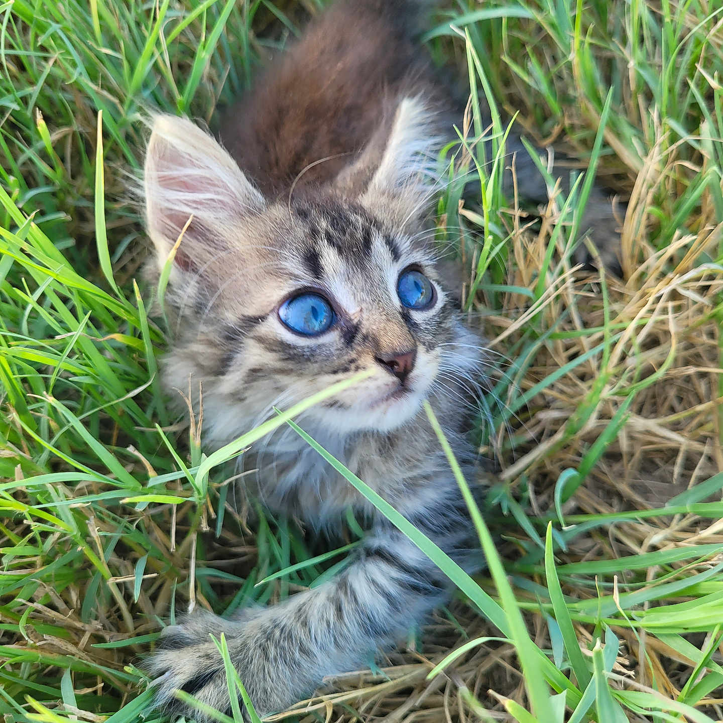 Taffy is registered to the contest to win money with this photo: abyssinian, animal, cat, countryside, field, grass, grassland, green, kitten, lawn, manx, meadow, nature, ocelot, outdoors, pet, plant, rural, soil