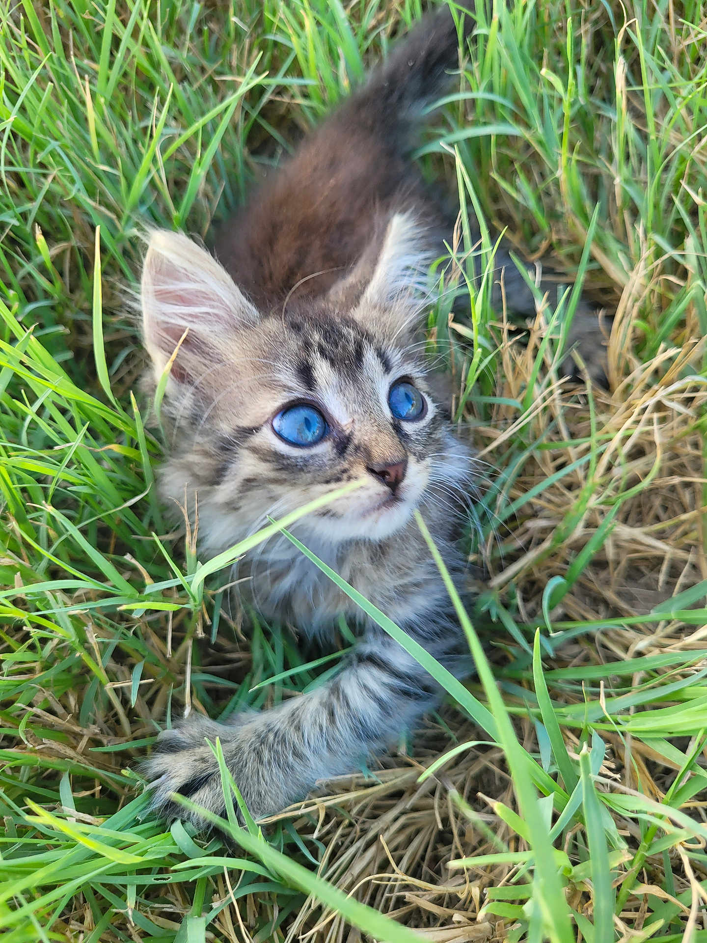 Taffy is registered to the contest to win money with this photo: abyssinian, animal, cat, countryside, field, grass, grassland, green, kitten, lawn, manx, meadow, nature, ocelot, outdoors, pet, plant, rural, soil