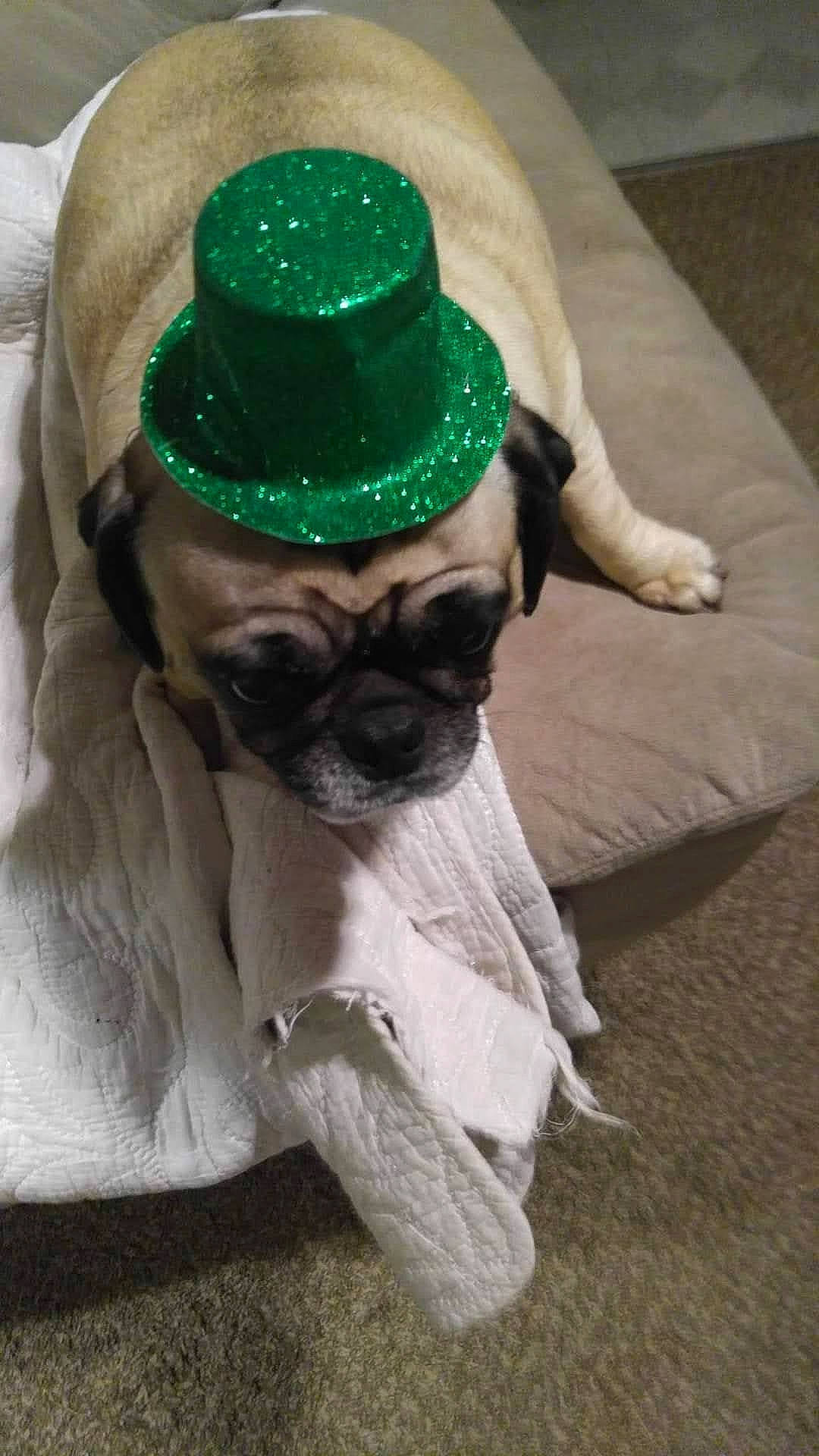 Coco is registered to the contest to win money with this photo: canidae, carnivore, collar, companion_dog, costume_hat, dog, dog_breed, dog_collar, fawn, fedora, fur, hat, party_hat, pug, snout, sporting_group, sun_hat, toy_dog, whiskers, working_animal