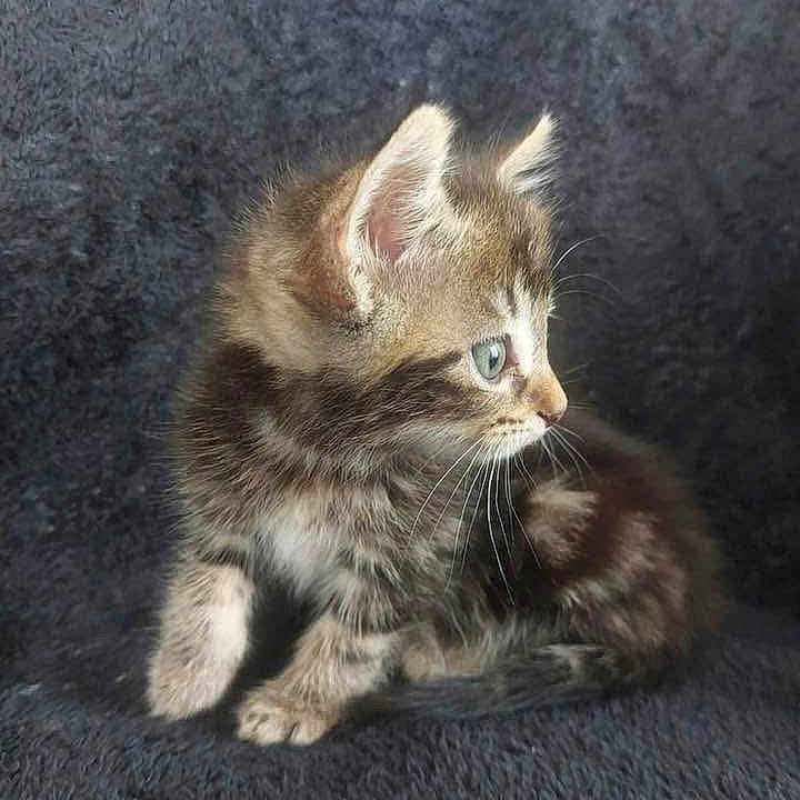 Rocket participe au concours pour gagner de l'argent avec cette photo : adorable, animal, cat, closeup, curious, cute, ears, feline, fur, green_eyes, indoor, kitten, pet, portrait, sitting, small, soft_texture, tabby, whiskers, young
