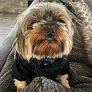 Chuckie joined the competition — help win amazing prizes! animal, black_harness, blanket, brown_fur, companion, couch, cozy, cute, dog, domestic_animal, face, fur, furry, home, indoor, looking_at_camera, pet, portrait, relaxed, small_dog