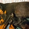 dog, doberman, sleeping, snuggling, pets, animal, canine, fur, bed, resting, companion, indoors, two_animals, cute, cozy, friendship, relaxation, black_and_tan, mammal, domestic_animal