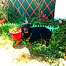 Biancka participe au concours pour gagner de l'argent avec cette photo : dog, garden, plants, flowers, greenery, sunlight, pot, red_pot, garden_gnome, ivy, fence, outdoor, nature, grass, shrub, pet, animal, relaxing, summer, daylight