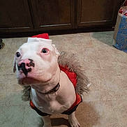 Blaze joined the competition — help win amazing prizes! dog, white_dog, pet, indoor, floor, tile_floor, wooden_cabinet, red_coat, fur_trim, looking_up, canine, animal, mammal, collar, domestic, cute, curious, nose, ears, paw