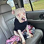 dog, car_interior, seat, blanket, bone, window, speed_limit_sign, sweater, pet, leather_seat, white_dog, animal, indoor, resting, cute, canine, transportation, companion, calm, portrait