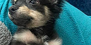 Denzel is registered to the contest to win money with this photo: animal, ball, blanket, canine, chihuahua, cockerspaniel, couch, cushion, dog, furniture, homedecor, hound, husky, papillon, pet, puppy, sport, tennis, tennisball, terrier