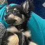 animal, ball, blanket, canine, chihuahua, cockerspaniel, couch, cushion, dog, furniture, homedecor, hound, husky, papillon, pet, puppy, sport, tennis, tennisball, terrier