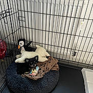 Denzel joined the competition — help win amazing prizes! animal, bird, cage, canine, car, cat, den, dog, dogbed, indoors, pet, plush, rabbit, toy, transportation, vehicle