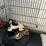 animal, bird, cage, canine, car, cat, den, dog, dogbed, indoors, pet, plush, rabbit, toy, transportation, vehicle