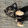 animal, canine, cat, cockerspaniel, couch, dog, furniture, germanshepherd, homedecor, hound, husky, kitten, manx, monkey, papillon, person, pet, puppy, sleeping, snout