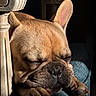 dog, french_bulldog, sleeping, sleepy, puppy, close_up, portrait, brown_fur, bat_ears, wrinkles, paws, nose, indoors, chair, sunlight, shadow, relaxed, cute, pet, nap