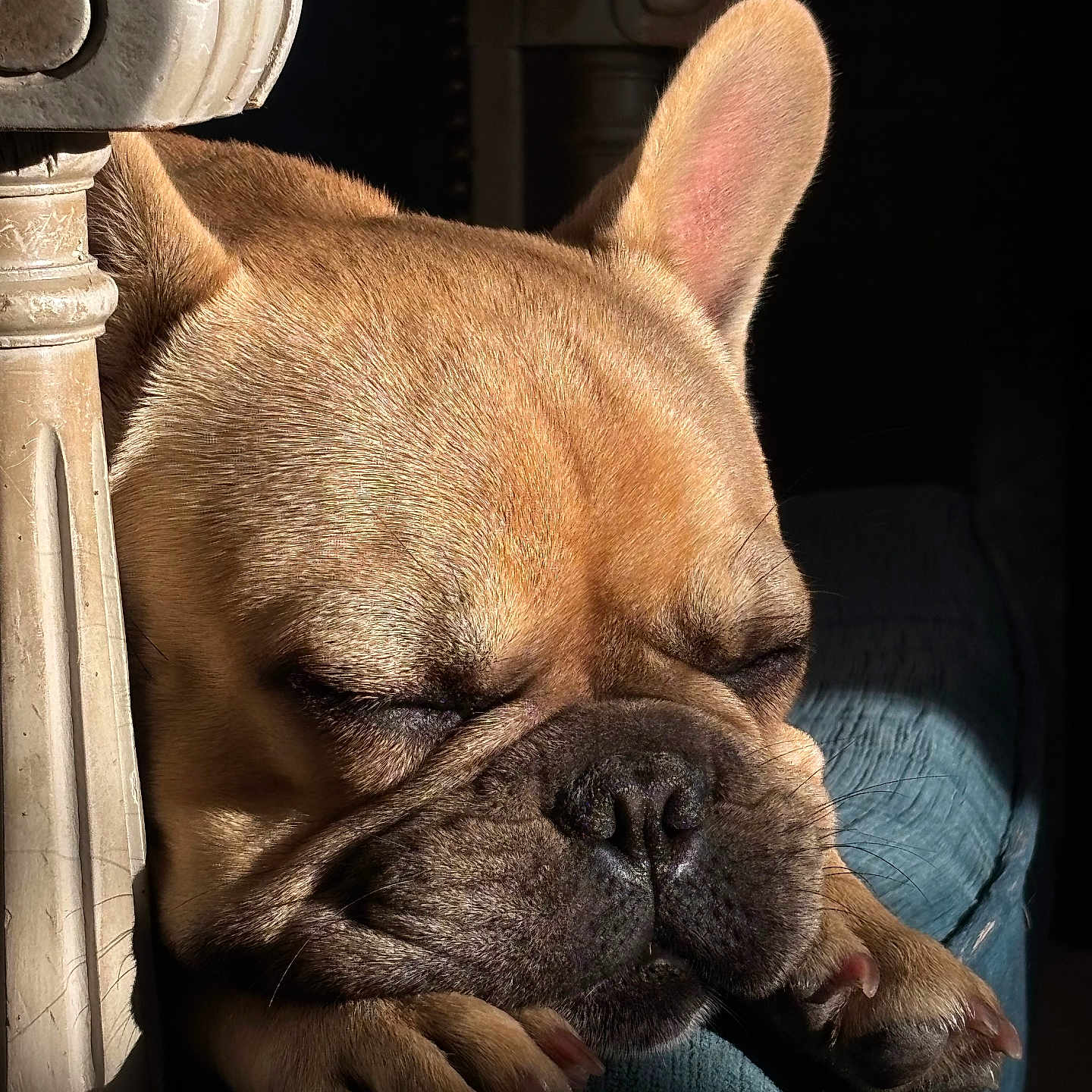 Bjorn a rejoint le concours — aidez-le/la à gagner de superbes lots ! dog, french_bulldog, sleeping, sleepy, puppy, close_up, portrait, brown_fur, bat_ears, wrinkles, paws, nose, indoors, chair, sunlight, shadow, relaxed, cute, pet, nap