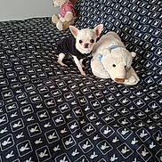 Anna participe au concours pour gagner de l'argent avec cette photo : chihuahua, dog, stuffed_animal, teddy_bear, bed, blanket, pattern, black_and_white, furniture, room, indoor, portrait, small_dog, plush_toy, cute, pet, sitting, textile, decor, wall_art