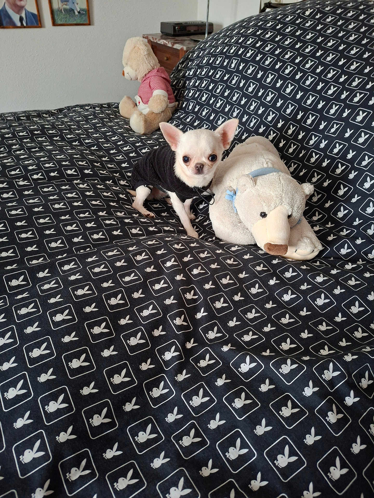 Anna participe au concours pour gagner de l'argent avec cette photo : chihuahua, dog, stuffed_animal, teddy_bear, bed, blanket, pattern, black_and_white, furniture, room, indoor, portrait, small_dog, plush_toy, cute, pet, sitting, textile, decor, wall_art