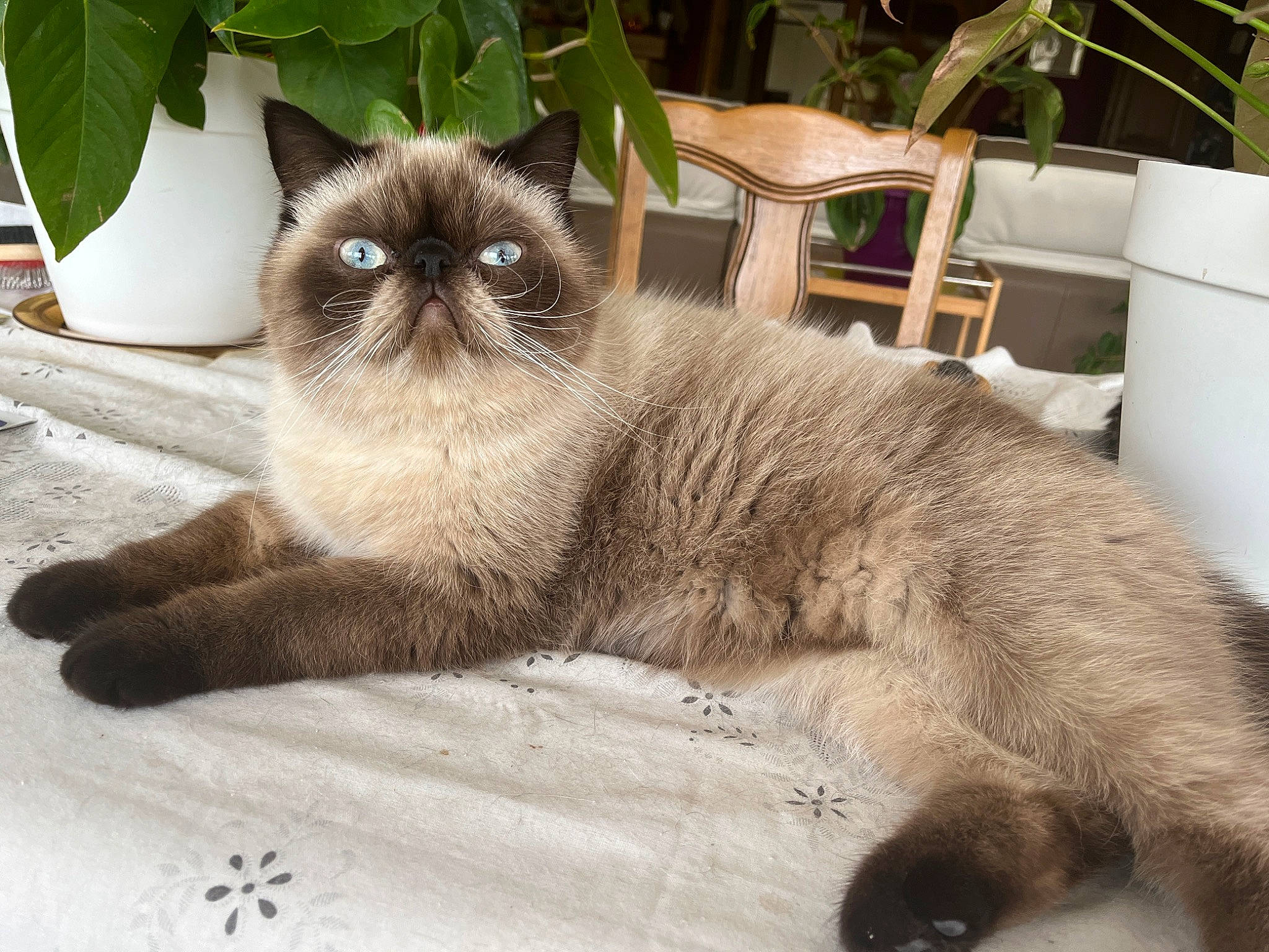 Ulysse a rejoint le concours — aidez-le/la à gagner de superbes lots ! birman, carnivore, cat, claw, domestic_short_haired_cat, fawn, felidae, flowerpot, fur, houseplant, paw, plant, siamese, small_to_medium_sized_cats, snout, tail, terrestrial_animal, thai, tonkinese, whiskers