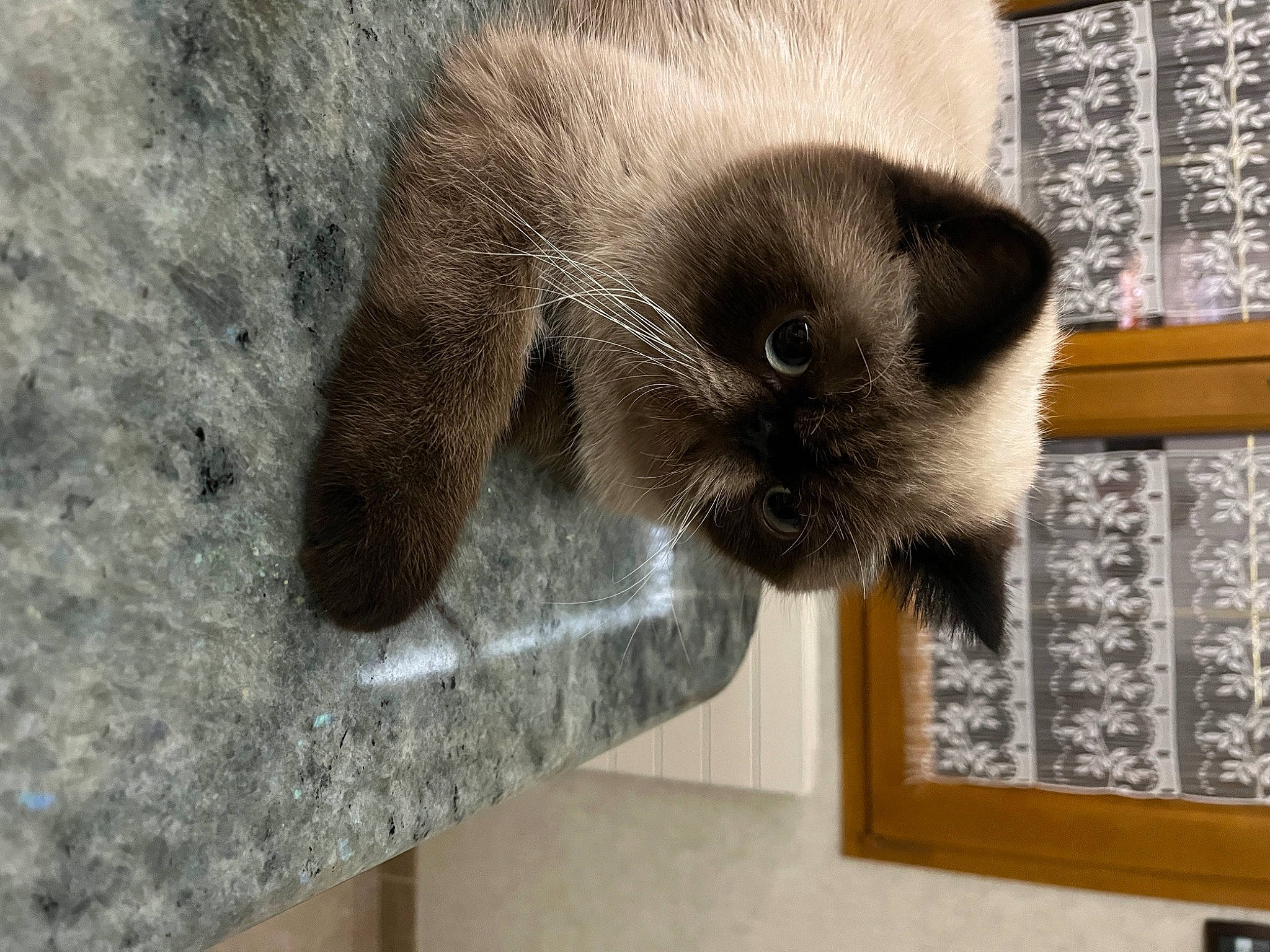 Ulysse a rejoint le concours — aidez-le/la à gagner de superbes lots ! carnivore, cat, claw, comfort, fawn, felidae, fur, siamese, small_to_medium_sized_cats, snout, terrestrial_animal, whiskers