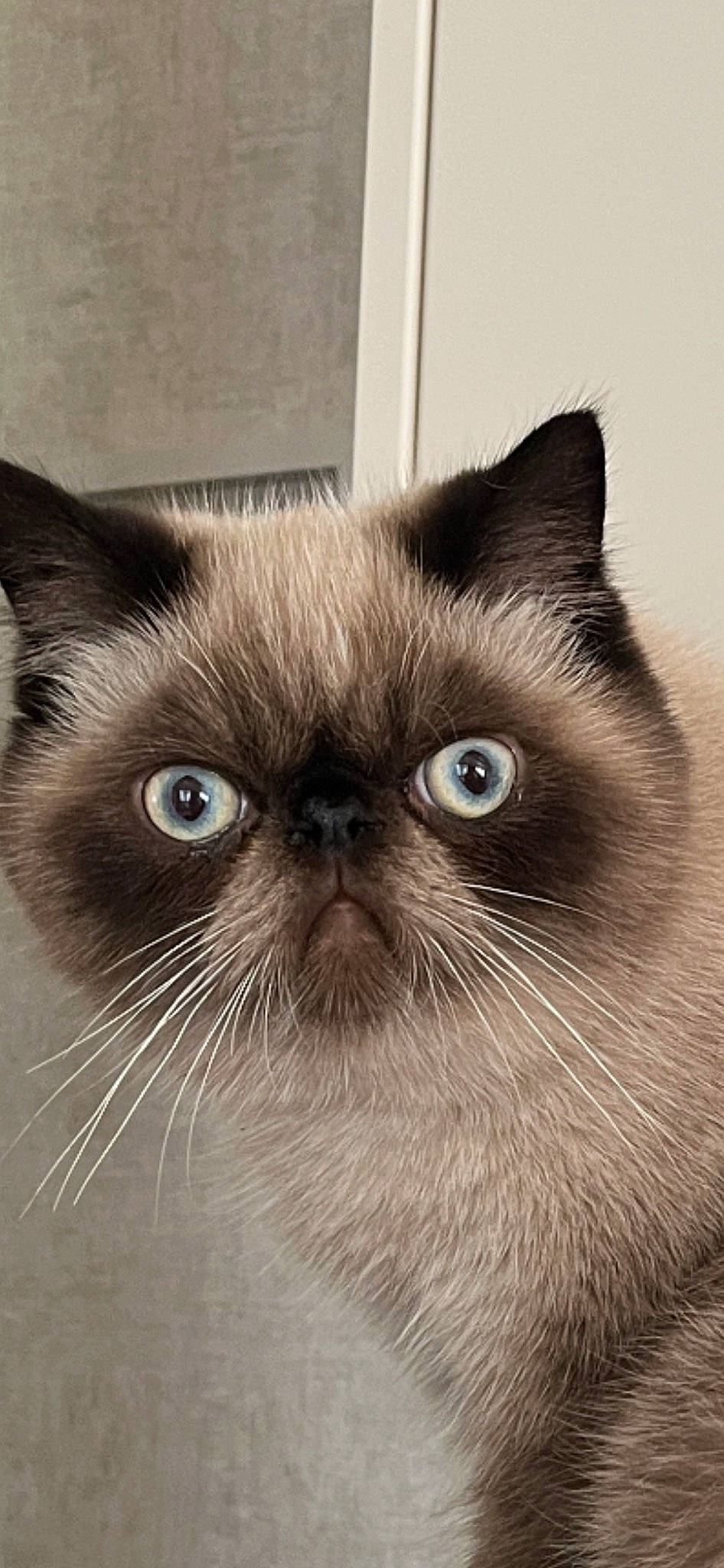 Ulysse participe au concours pour gagner de l'argent avec cette photo : birman, carnivore, cat, eye, face, fawn, felidae, fur, head, iris, siamese, small_to_medium_sized_cats, snout, terrestrial_animal, whiskers, working_animal