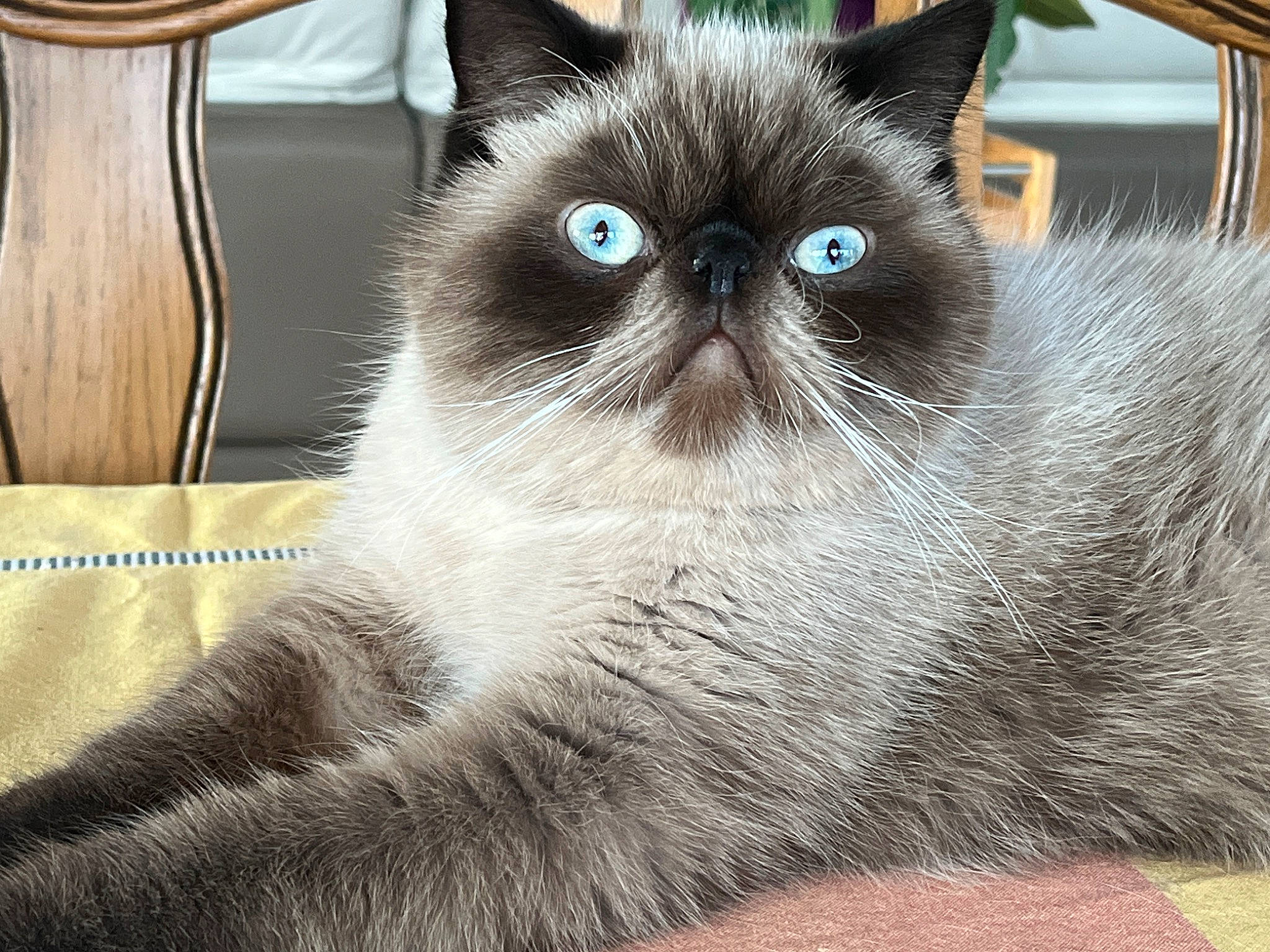 Ulysse a rejoint le concours — aidez-le/la à gagner de superbes lots ! carnivore, cat, cat_supply, domestic_short_haired_cat, fawn, felidae, fur, small_to_medium_sized_cats, snout, tail, terrestrial_animal, thai, whiskers, window