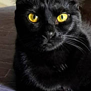 Avory joined the competition — help win amazing prizes! cat, black_cat, yellow_eyes, close_up, pet, animal, feline, whiskers, lying_down, indoor, fur, portrait, looking, ears, face, domestic_animal, mammal, cute, alert, resting