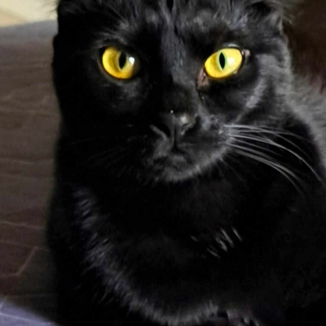 Avory joined the competition — help win amazing prizes! alert, animal, black_cat, cat, close_up, cute, domestic_animal, ears, face, feline, fur, indoor, looking, lying_down, mammal, pet, portrait, resting, whiskers, yellow_eyes