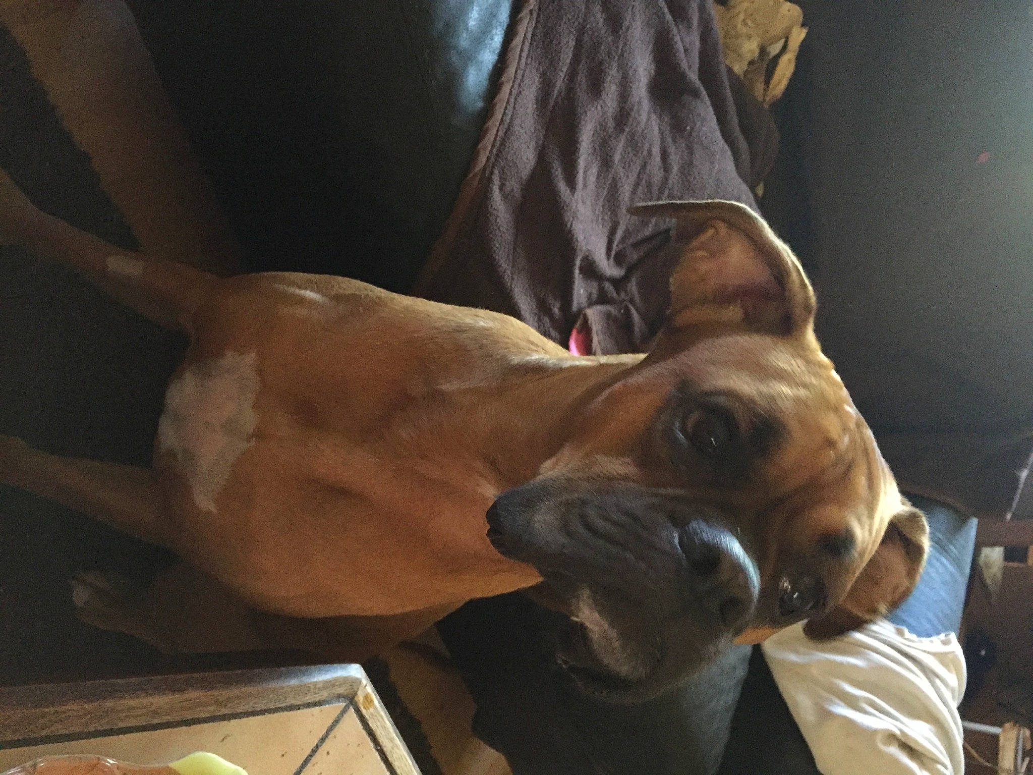 Jessy a rejoint le concours — aidez-le/la à gagner de superbes lots ! canidae, carnivore, chest, companion_dog, dog, dog_breed, elbow, fawn, foot, human_leg, knee, liver, snout, sporting_group, thigh, trunk, wood, working_animal, wrinkle, wrist