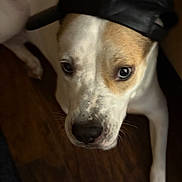 Scrapper joined the competition — help win amazing prizes! animal, brown_and_white, canine, cap, close_up, cute, dog, domestic_animal, ears, face, friendly, fur, hat, indoor, looking_up, pet, portrait, snout, whiskers, wooden_floor