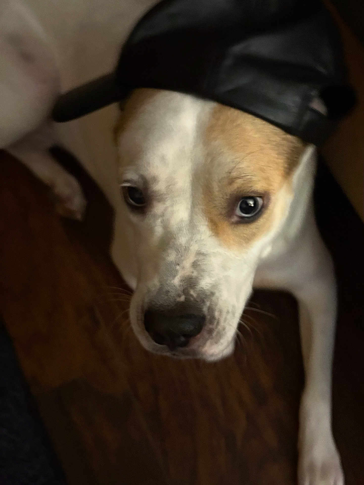 Scrapper joined the competition — help win amazing prizes! animal, brown_and_white, canine, cap, close_up, cute, dog, domestic_animal, ears, face, friendly, fur, hat, indoor, looking_up, pet, portrait, snout, whiskers, wooden_floor