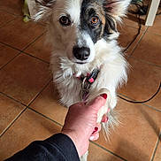 Bianca participe au concours pour gagner de l'argent avec cette photo : dog, border_collie, pet, paw, handshake, human_hand, tile_floor, collar, eyes, ears, nose, portrait, indoor, fur, gaze, leash, home, holding_paw, cute, looking_up