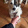 dog, border_collie, pet, paw, handshake, human_hand, tile_floor, collar, eyes, ears, nose, portrait, indoor, fur, gaze, leash, home, holding_paw, cute, looking_up