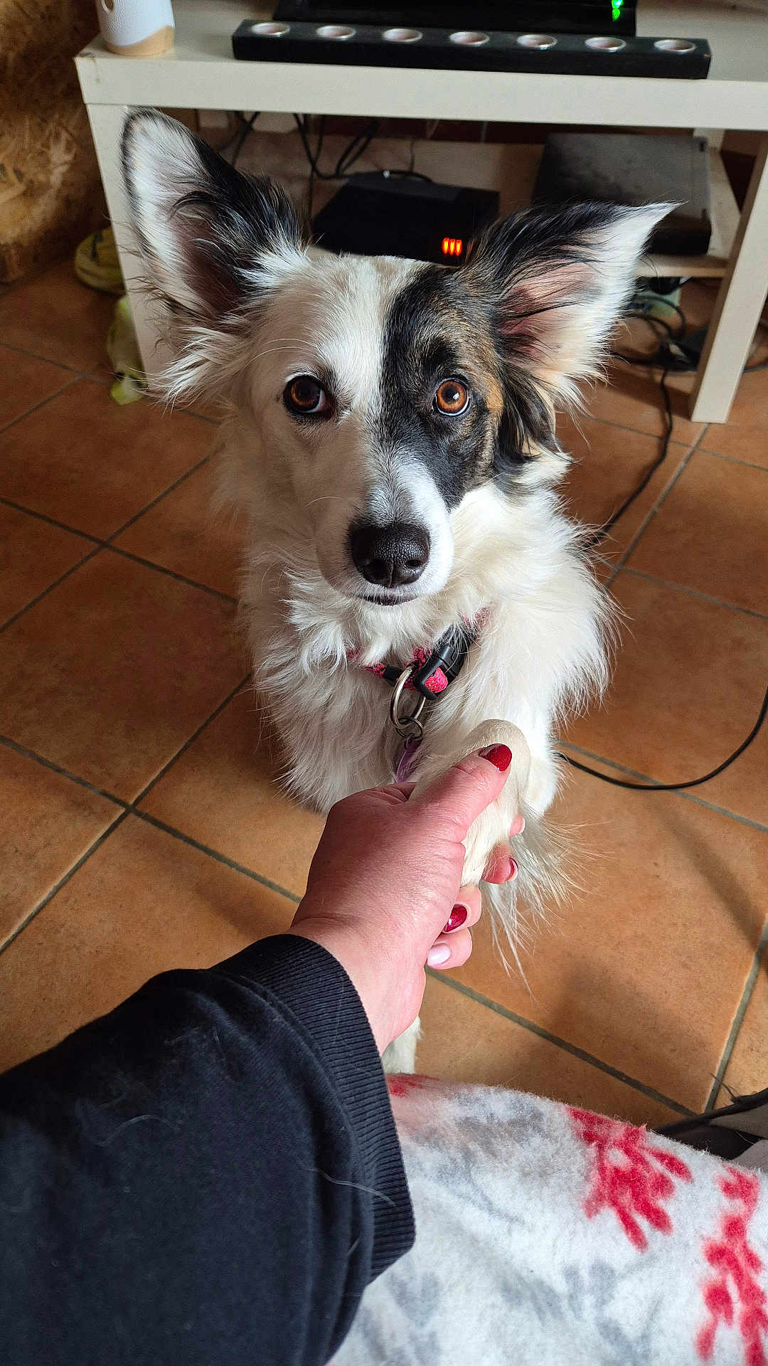 Bianca participe au concours pour gagner de l'argent avec cette photo : dog, border_collie, pet, paw, handshake, human_hand, tile_floor, collar, eyes, ears, nose, portrait, indoor, fur, gaze, leash, home, holding_paw, cute, looking_up