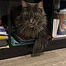 Taiko a rejoint le concours — aidez-le/la à gagner de superbes lots ! cat, gray_cat, fluffy_cat, shelving_unit, folders, office_supplies, cubby_hole, wood_floor, indoor, pet, animal, feline, tail, resting, looking, close_up, fur, whiskers, home, storage