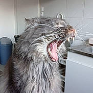 Taiko a rejoint le concours — aidez-le/la à gagner de superbes lots ! cat, gray_cat, feline, long_hair, yawning, whiskers, teeth, kitchen, appliance, cabinet, indoor, pet, animal, fur, mouth_open, tongue, tile_floor, countertop, trash_can, domestic