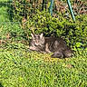Taiko participe au concours pour gagner de l'argent avec cette photo : cat, gray_cat, grass, greenery, bush, fence, outdoor, sunlight, nature, pet, animal, relaxing, fluffy, daytime, garden, leafy, resting, domestic_cat, mammal, wildlife
