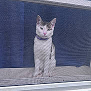 Loki joined the competition — help win amazing prizes! cat, window, screen, purple_collar, sitting, pet, curious, indoors, looking_outside, white_fur, tabby, calm, mesh, home, animal, cute, feline, face, ears, whiskers