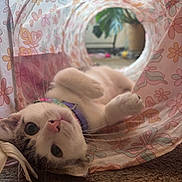 Loki is registered to the contest to win money with this photo: cat, animal, pet, indoor, tunnel, floral_pattern, curious, lying_down, carpet, potted_plant, close_up, playful, whiskers, pink_nose, collar, soft_fur, relaxed, cute, domestic_cat, feline