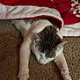 Loki joined the competition — help win amazing prizes! cat, sleeping, carpet, blanket, red, white, snowflake_pattern, cozy, pet, fur, paw, relaxed, indoor, resting, animal, cute, holiday_theme, tabby, whiskers, claws