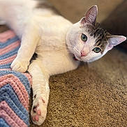 Loki is registered to the contest to win money with this photo: carpet, cat, close_up, cozy, curious, cute, domestic_animal, feline, fur, green_eyes, indoor, knitted_blanket, laying_down, pastel_colors, paw, pet, pink_nose, relaxed, tabby, white_cat