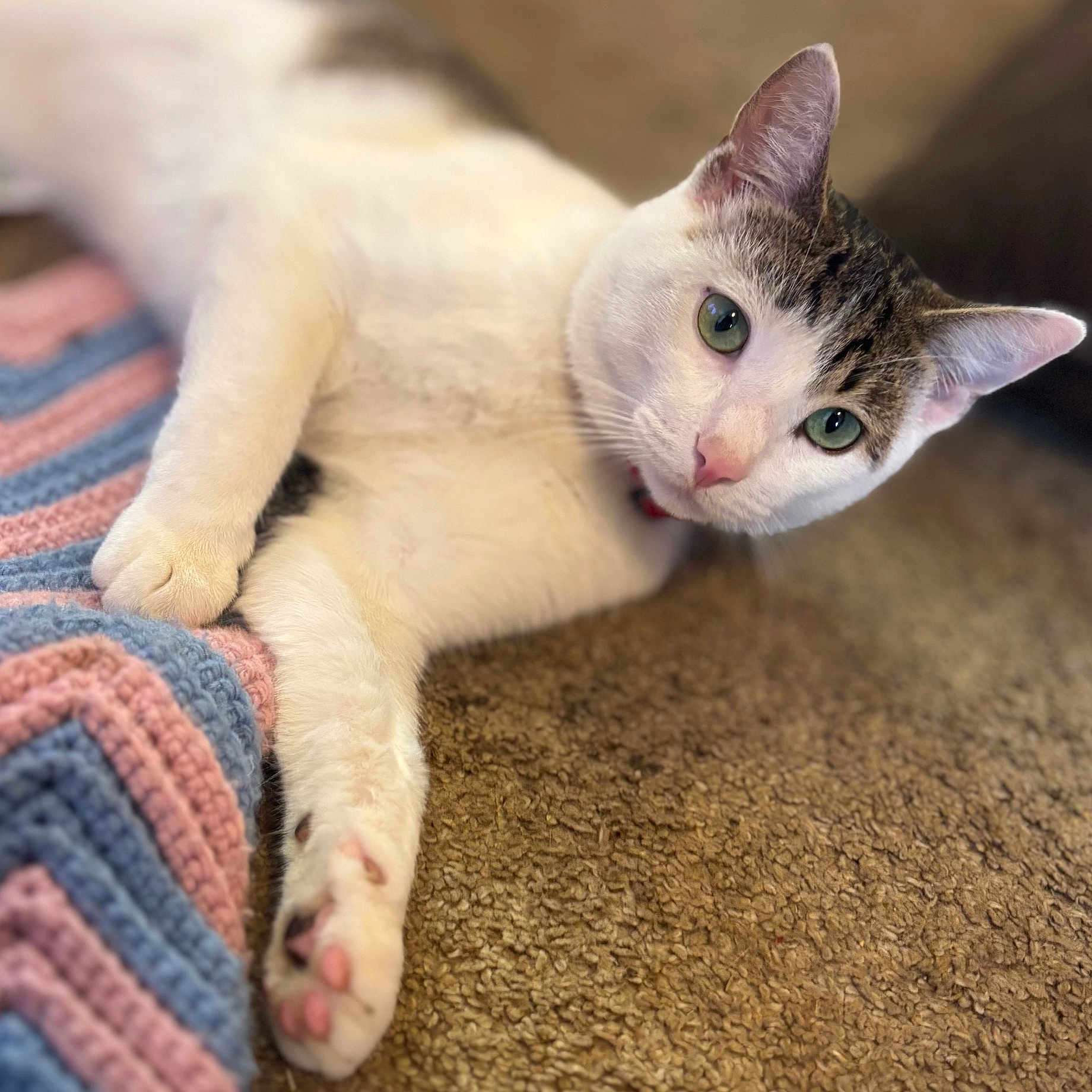 Loki is registered to the contest to win money with this photo: carpet, cat, close_up, cozy, curious, cute, domestic_animal, feline, fur, green_eyes, indoor, knitted_blanket, laying_down, pastel_colors, paw, pet, pink_nose, relaxed, tabby, white_cat