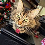 Faith joined the competition — help win amazing prizes! blurred_background, cat, christmas_tree, close_up, collar, container, cute, domestic_animal, eyes, fluffy, fur, furniture, green_eyes, holiday_decor, home, indoor, mammal, pet, tabby, whiskers