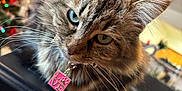 Faith joined the competition — help win amazing prizes! animal, background_blur, blue_eyes, cat, christmas_tree, close_up, collar, cute, domestic_cat, feline, fluffy, fur, holiday_decorations, household, indoor, love, pendant, pet, tabby, whiskers