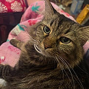 Faith joined the competition — help win amazing prizes! cat, tabby, close_up, pet, feline, whiskers, green_eyes, fur, indoor, blanket, pink, patterned_blanket, cozy, relaxed, home, pillow, snowflake_pattern, comfort, resting, animal