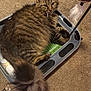 cat, tabby, fluffy, pet, indoor, carpet, toy, feather, relaxed, animal, feline, playful, tray, brown, fur, whiskers, paws, tail, looking, home