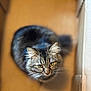 cat, tabby, cardboard_box, indoor, pet, feline, fluffy, curious, looking_up, whiskers, ears, soft_fur, blurred_background, domestic_animal, closeup, animal_face, sitting, box, brown, yellow_eyes