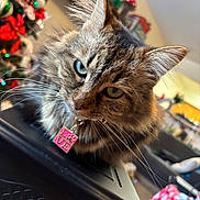 Faith joined the competition — help win amazing prizes! animal, background_blur, blue_eyes, cat, christmas_tree, close_up, collar, cute, domestic_cat, feline, fluffy, fur, holiday_decorations, household, indoor, love, pendant, pet, tabby, whiskers