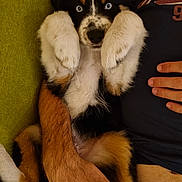 Aïko participe au concours pour gagner de l'argent avec cette photo : puppy, dog, blue_eyes, fluffy, tricolor, lying_down, paws_up, person, arm, couch, indoor, relaxed, pet, cute, fur, close_up, resting, companion, animal, domestic